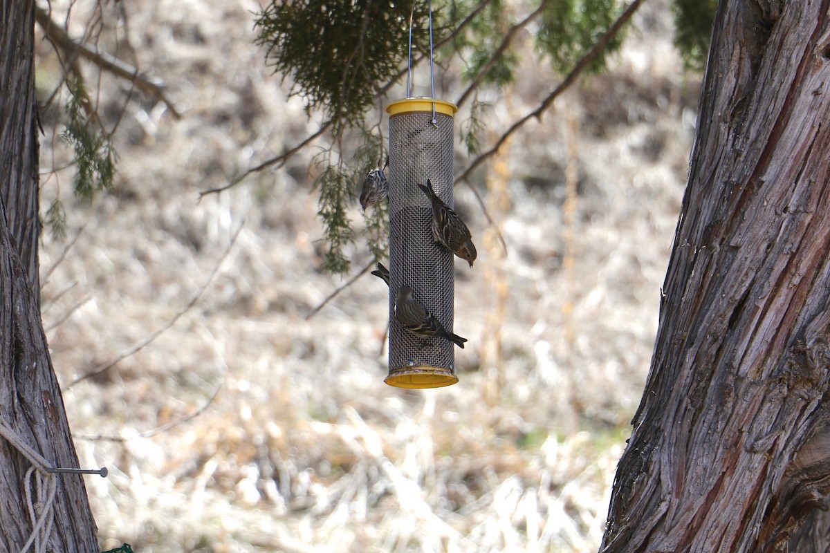 Pine Siskin - James Walker