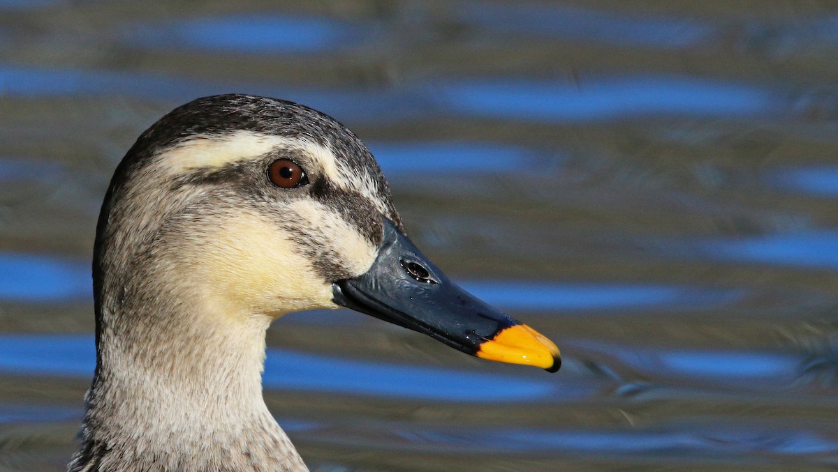 Eastern Spot-billed Duck - ML26854871