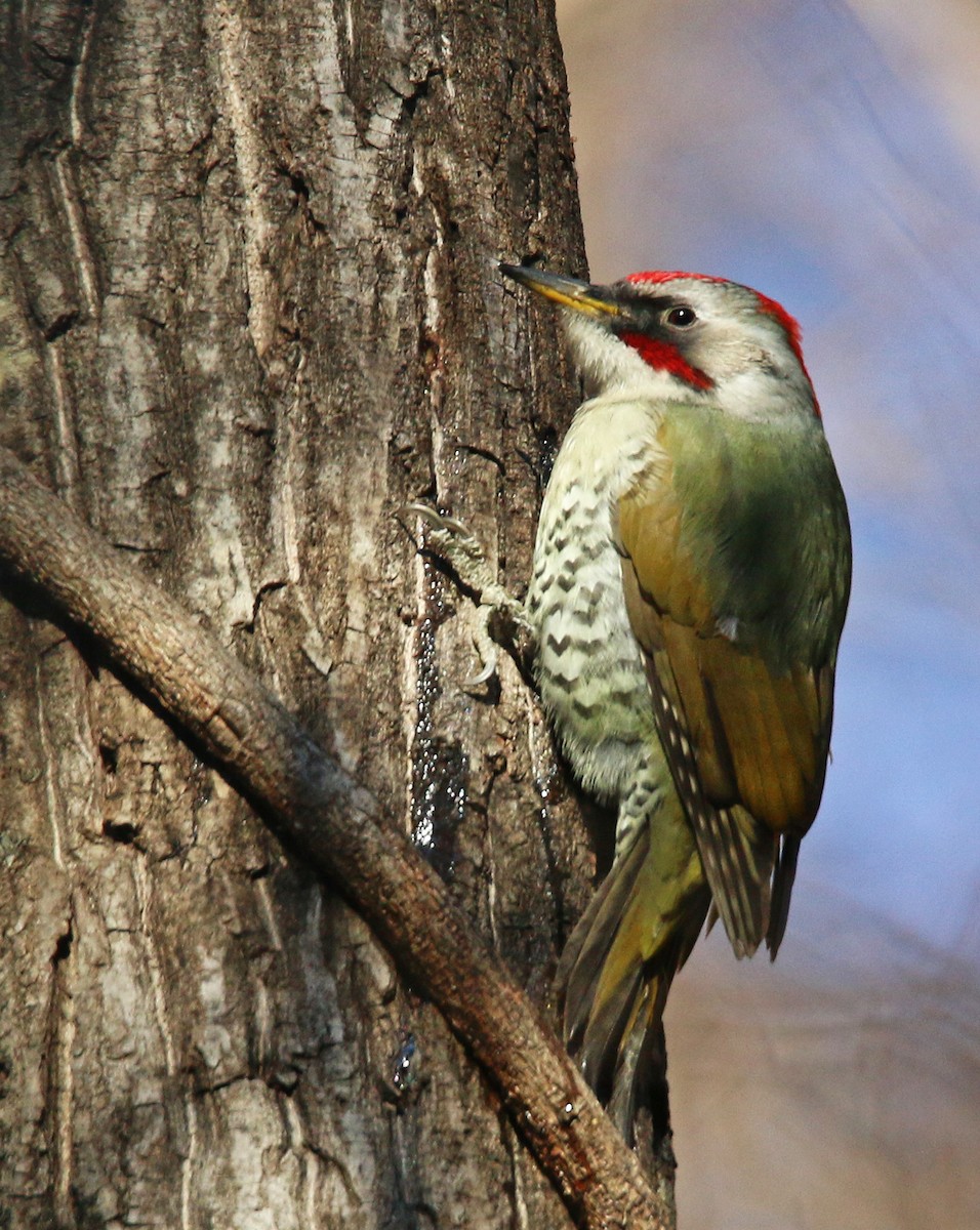 Japanese Woodpecker - ML26854991