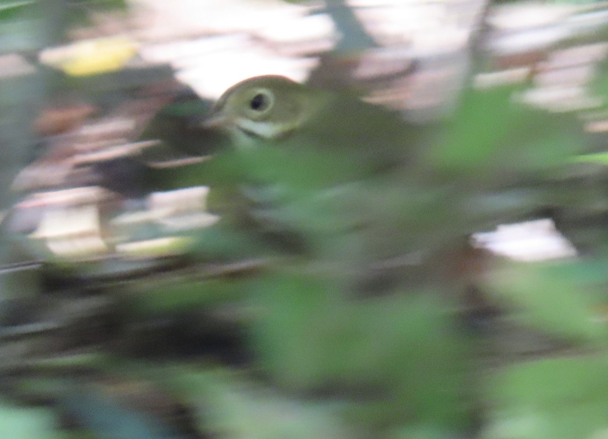 Ovenbird - ML268549991