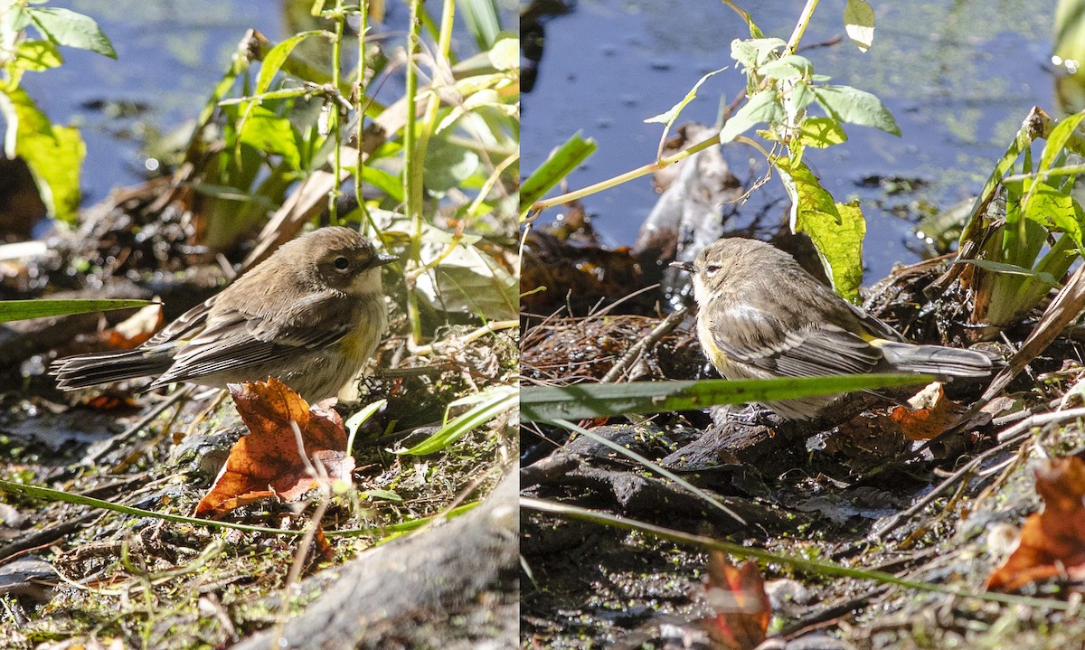 Yellow-rumped Warbler - ML268551171