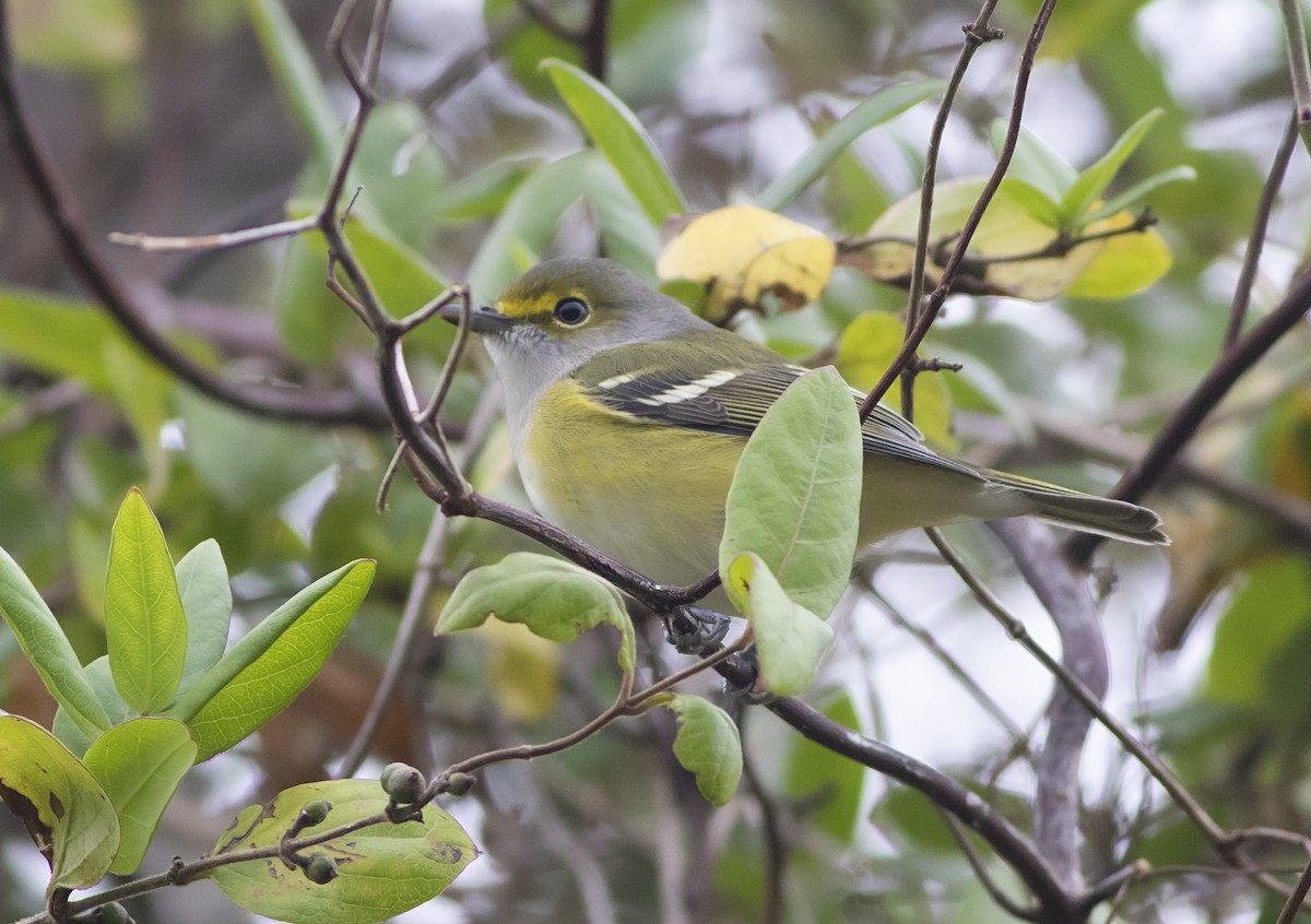 Weißaugenvireo - ML268551571