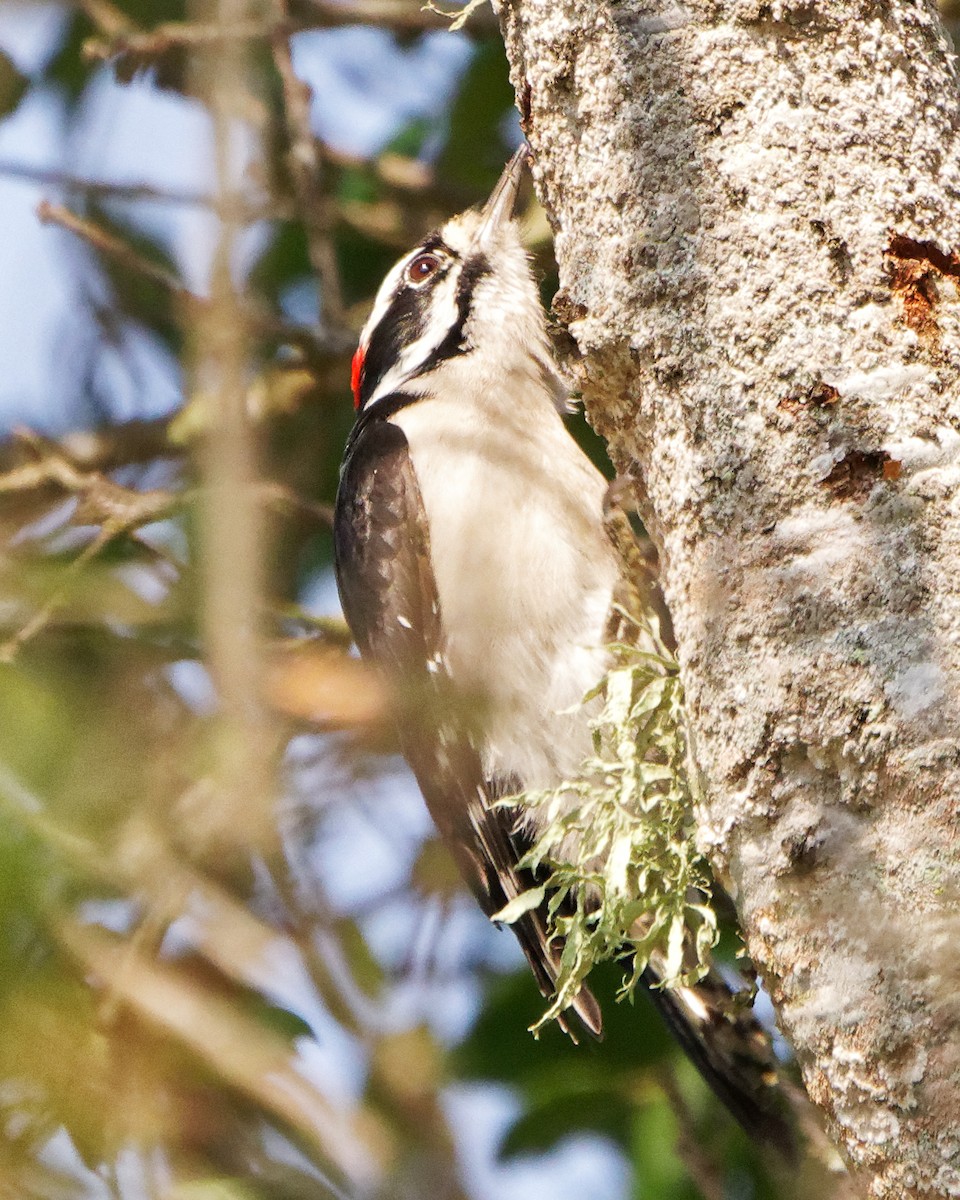 Downy Woodpecker - ML268551851