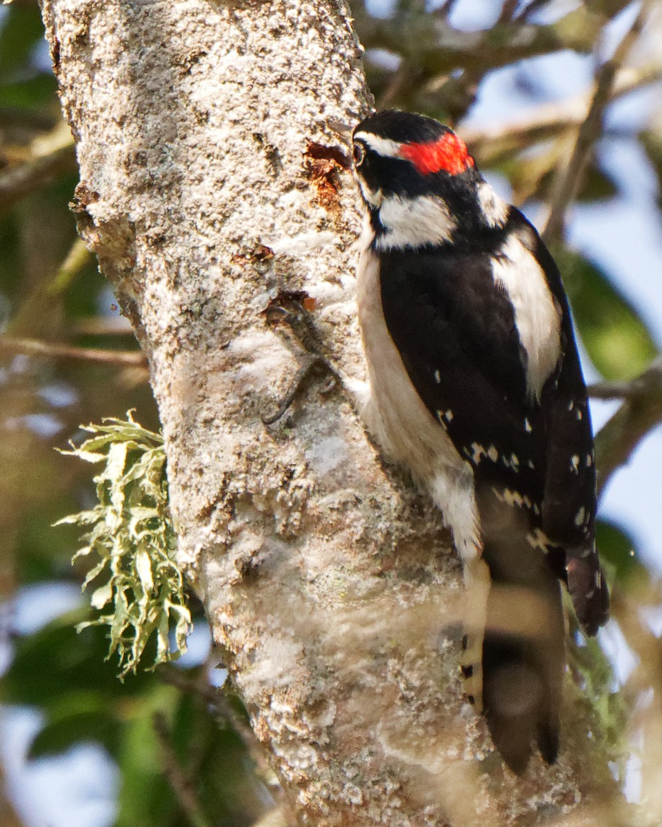Downy Woodpecker - ML268551861