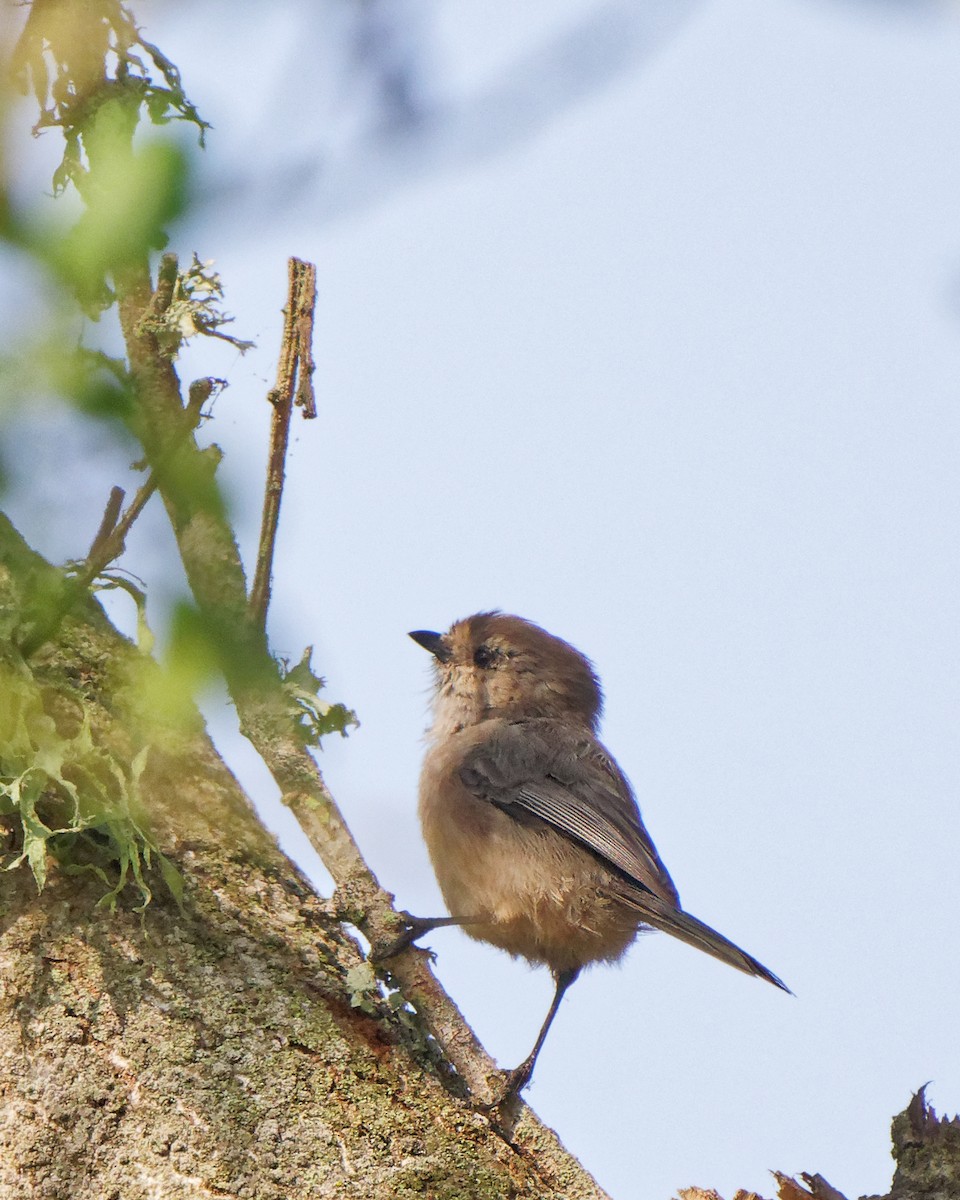 Bushtit - ML268552151