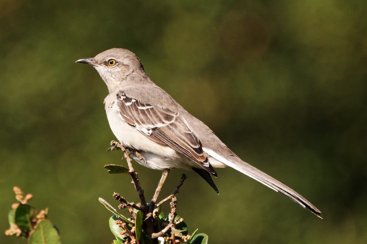 Northern Mockingbird - ML268552201