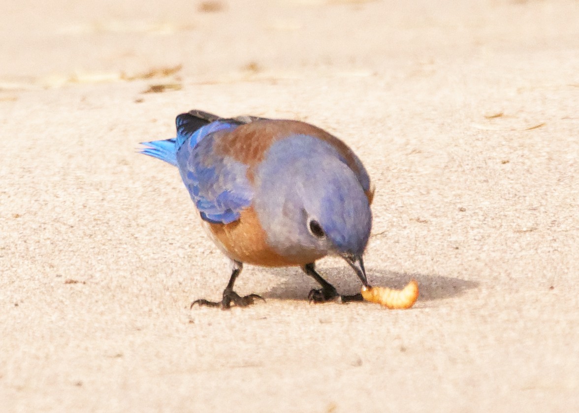 Western Bluebird - ML268552331