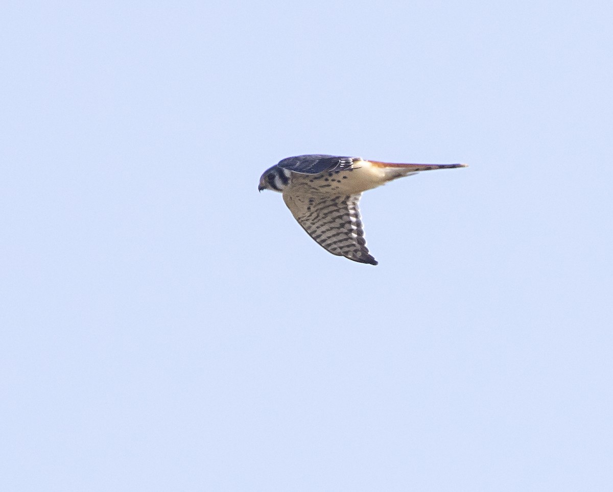 American Kestrel - ML268552711