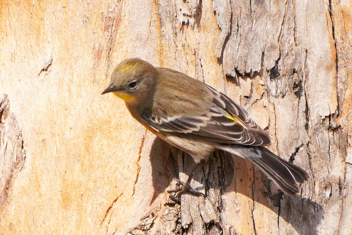 Yellow-rumped Warbler (Audubon's) - ML268552781