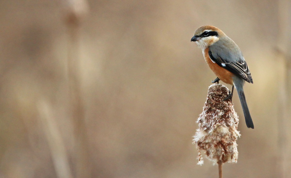 Bull-headed Shrike - ML26855281