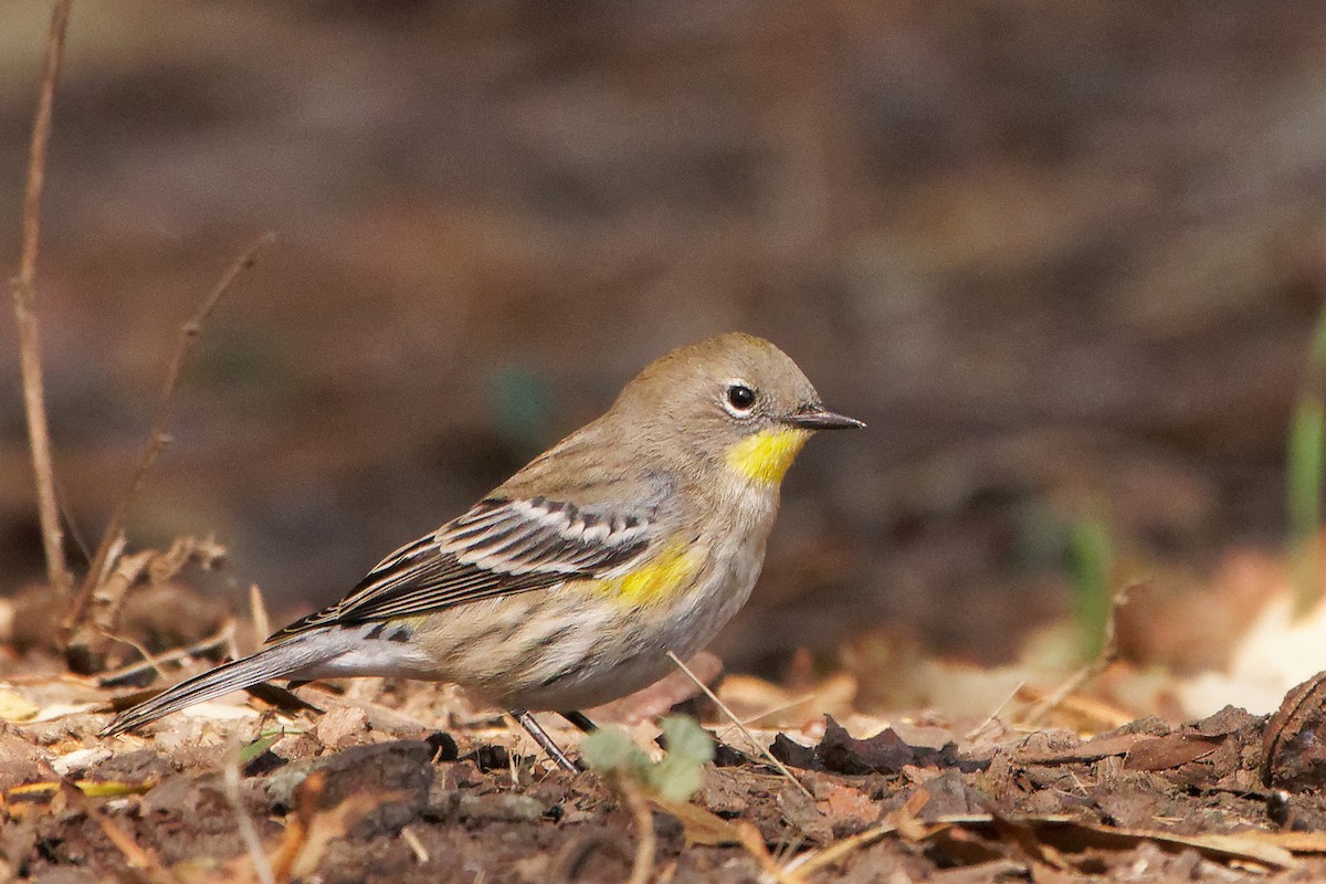 Yellow-rumped Warbler (Audubon's) - ML268552821