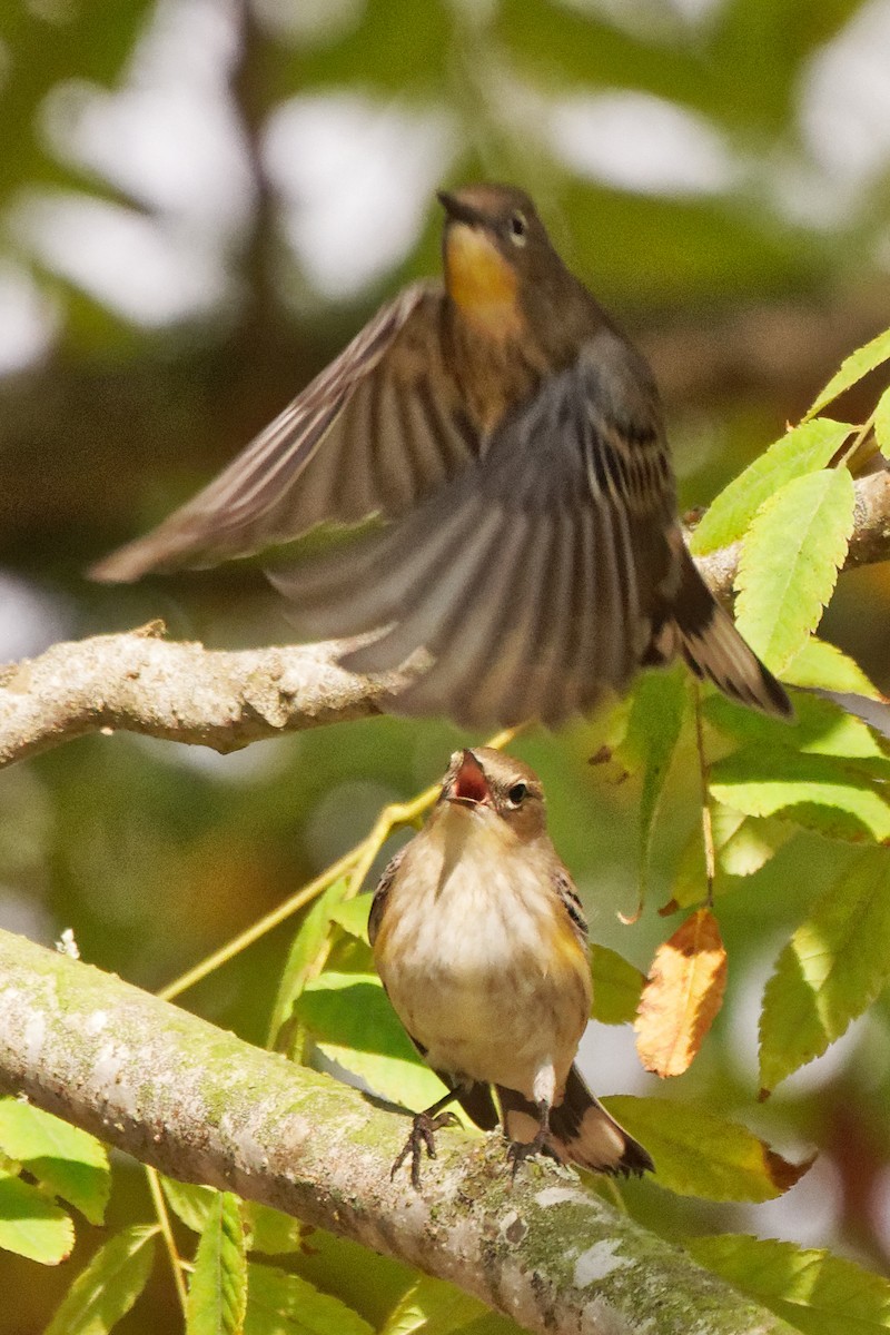 Yellow-rumped Warbler (Audubon's) - ML268552861
