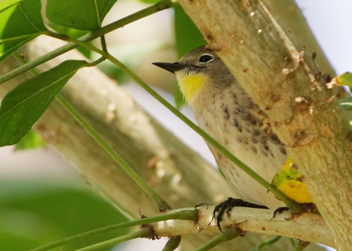 Yellow-rumped Warbler (Audubon's) - ML268552871