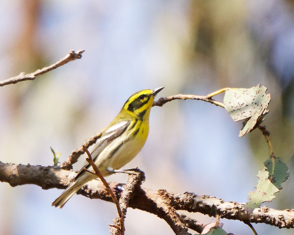 Townsend's Warbler - ML268552931