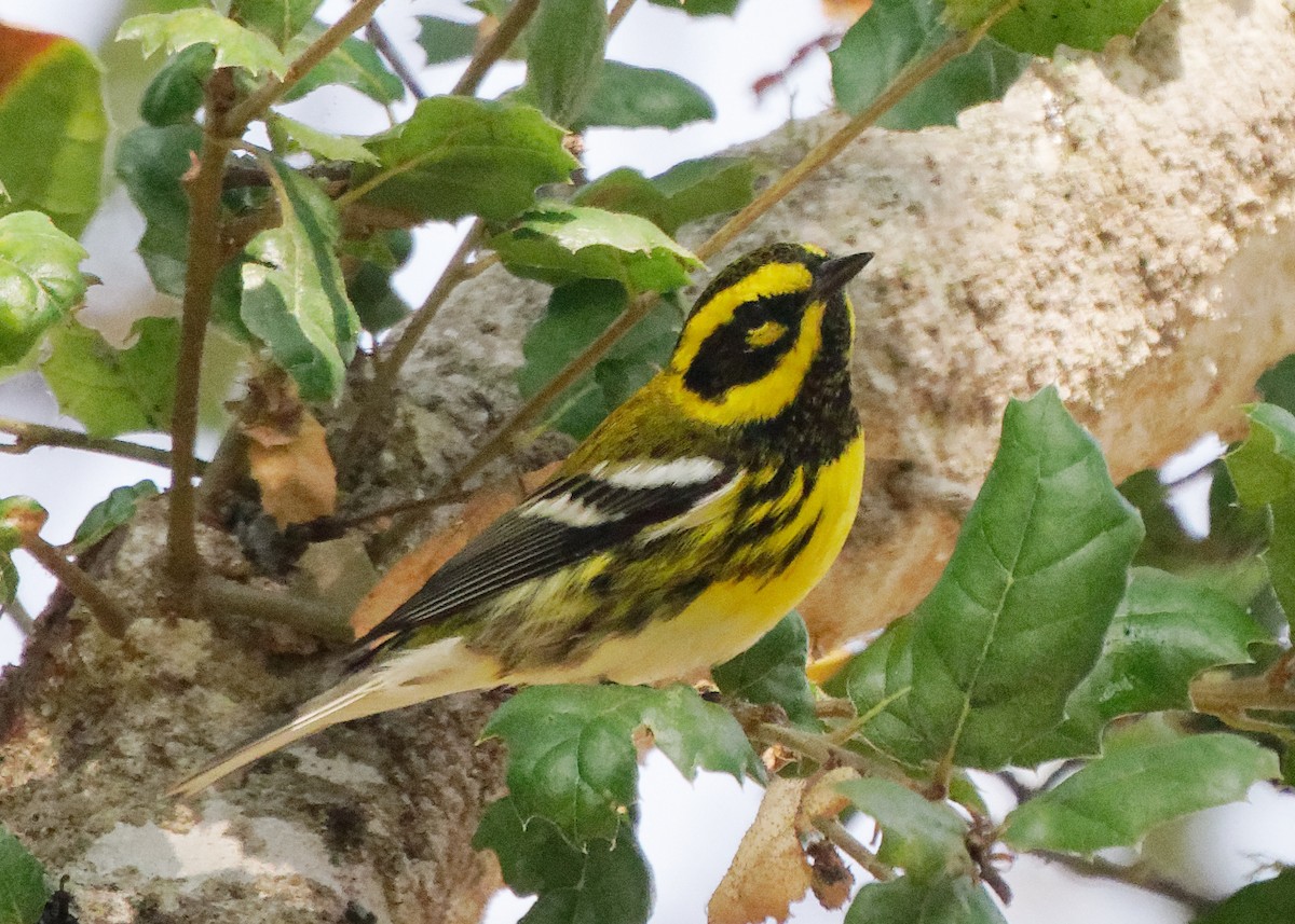 Townsend's Warbler - ML268552971