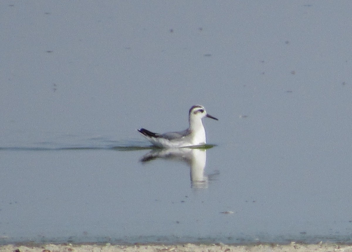 Red Phalarope - ML268553401