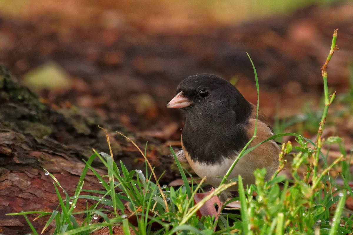 Dark-eyed Junco - ML268554541