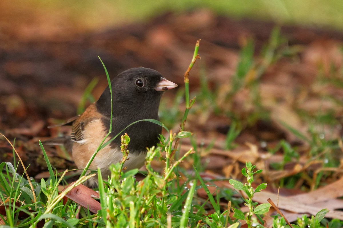 Dark-eyed Junco - ML268554661