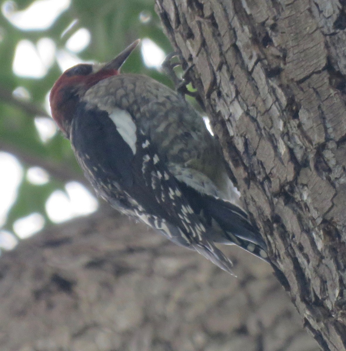 Red-breasted Sapsucker - ML268554831