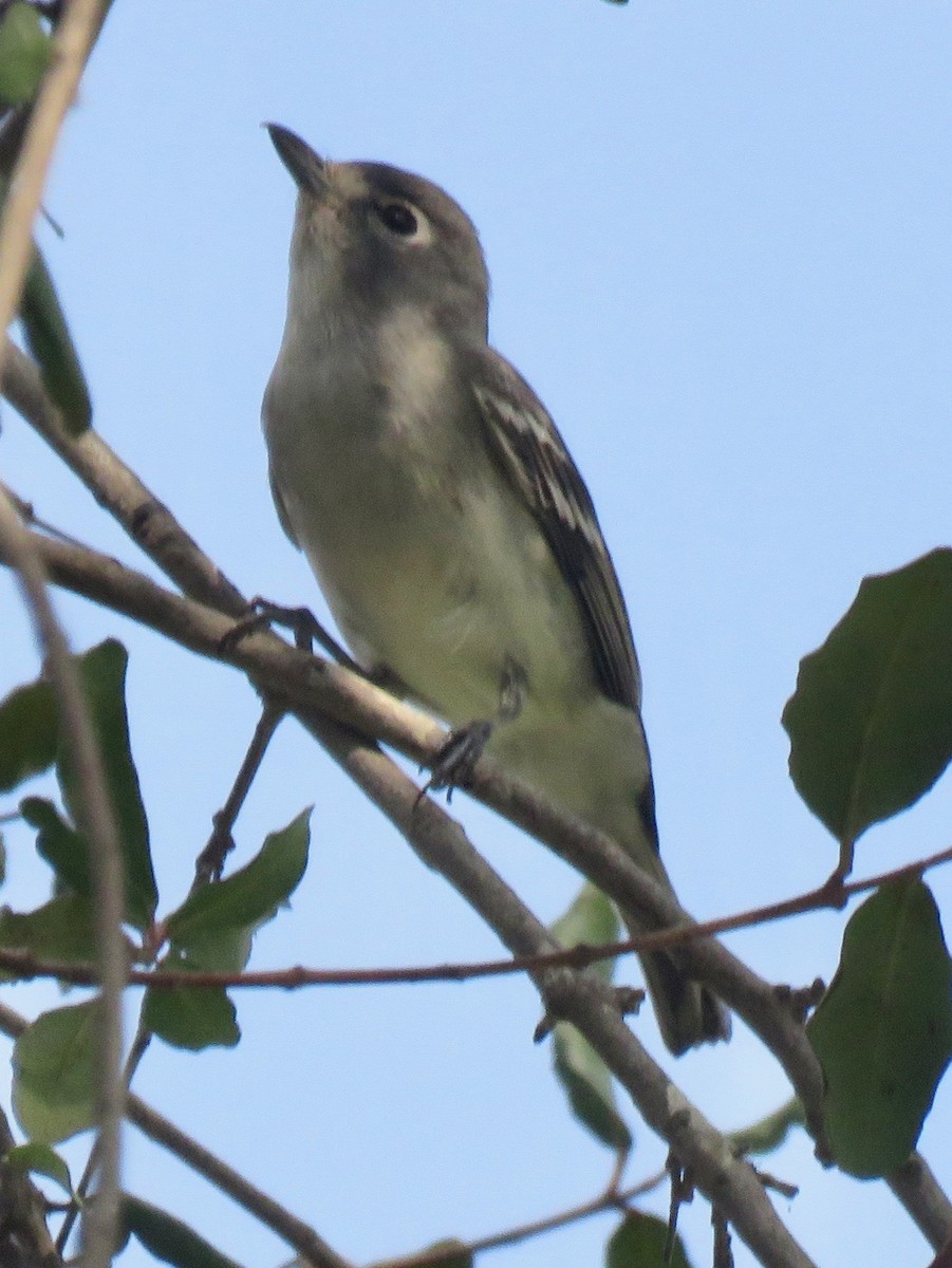 Plumbeous Vireo - ML268554871