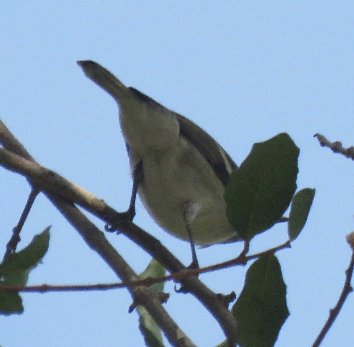 Plumbeous Vireo - ML268554901