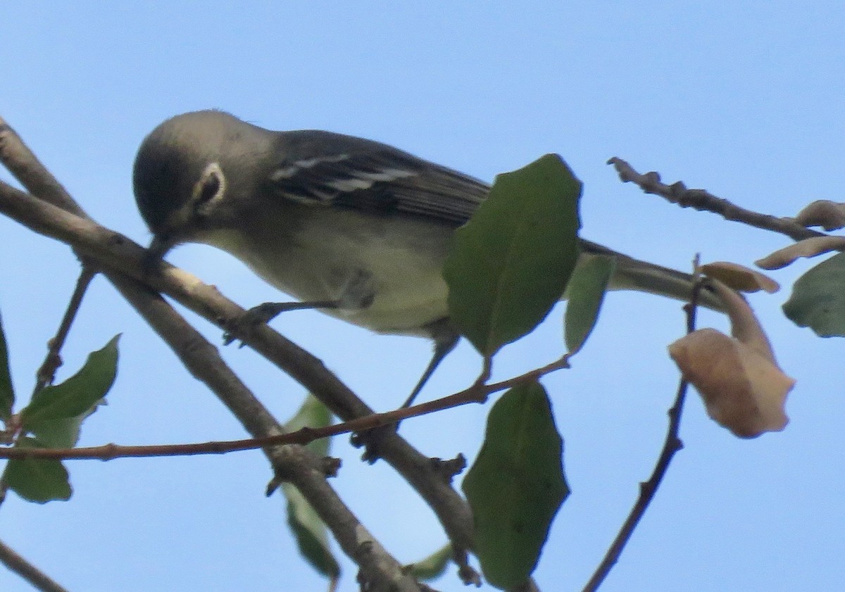 Plumbeous Vireo - ML268554931
