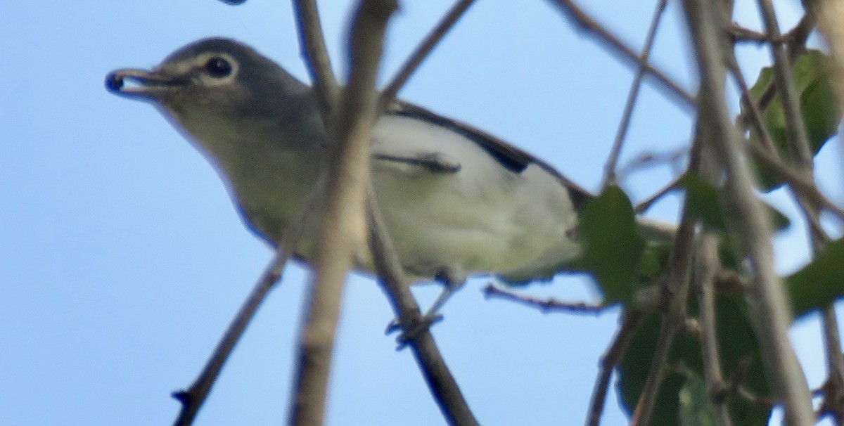 Plumbeous Vireo - ML268555001