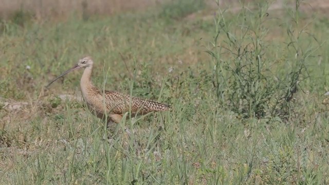 Long-billed Curlew - ML268555951