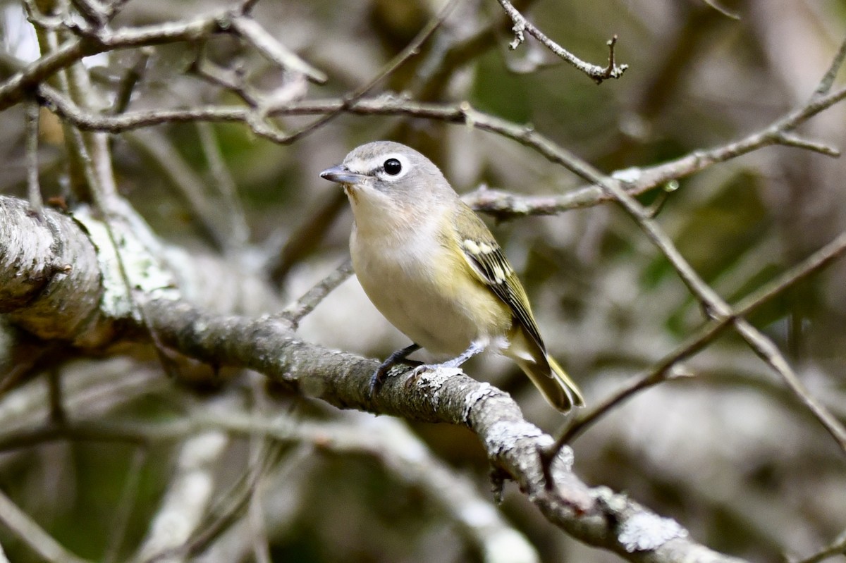 Blue-headed Vireo - Christopher Veale