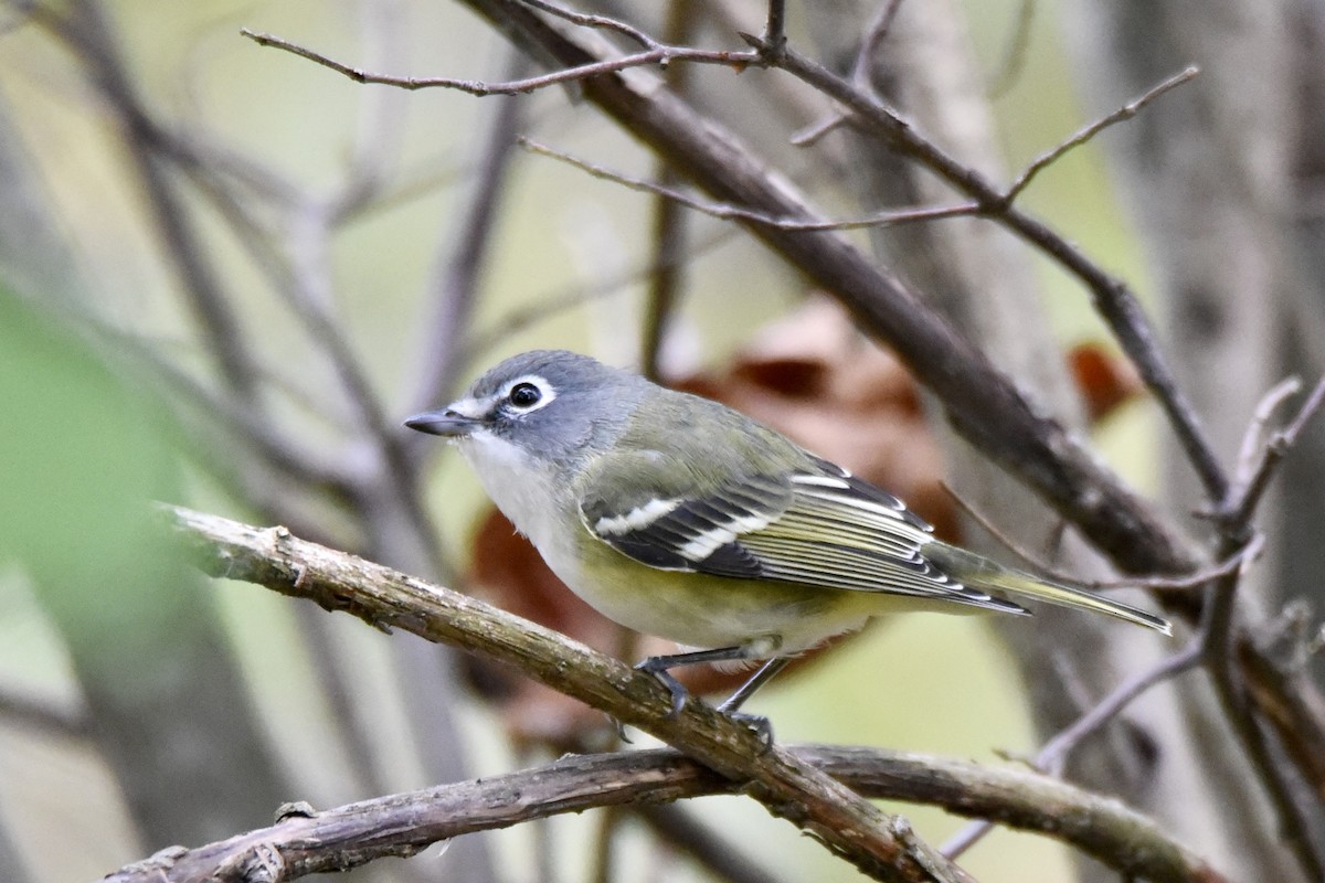 Blue-headed Vireo - Christopher Veale