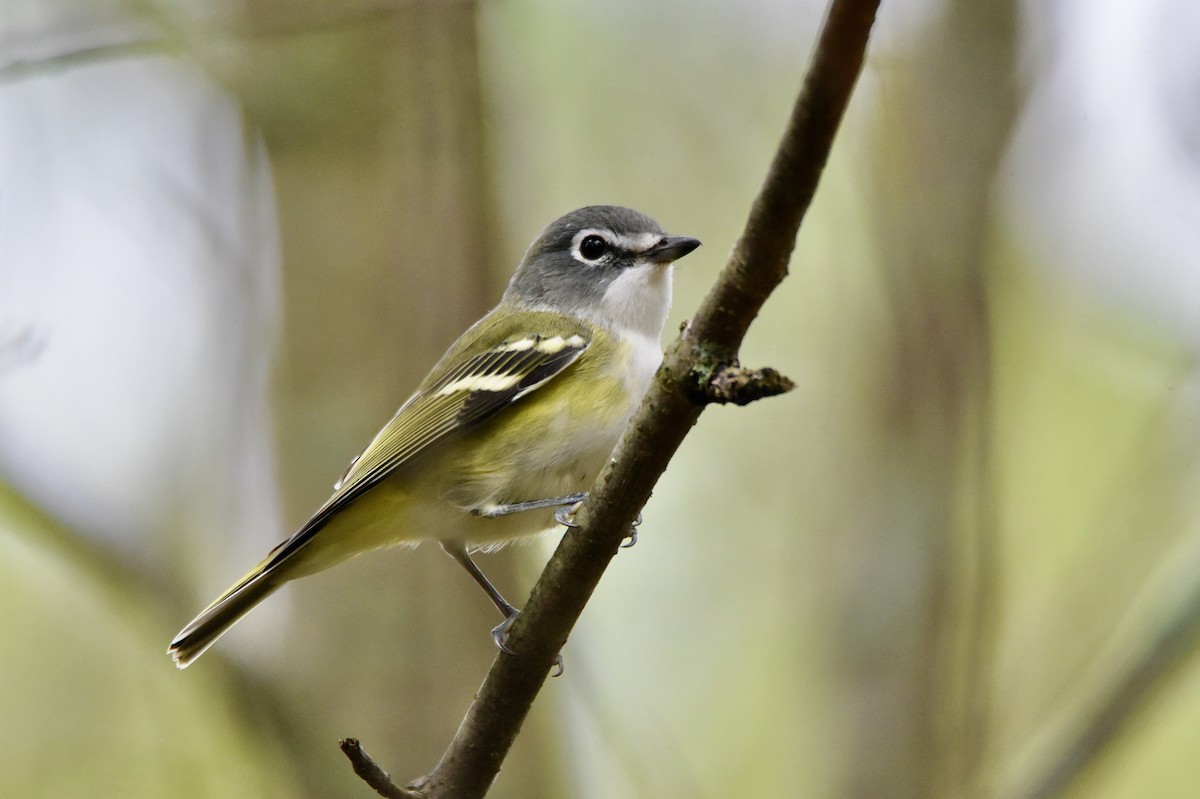 Blue-headed Vireo - Christopher Veale