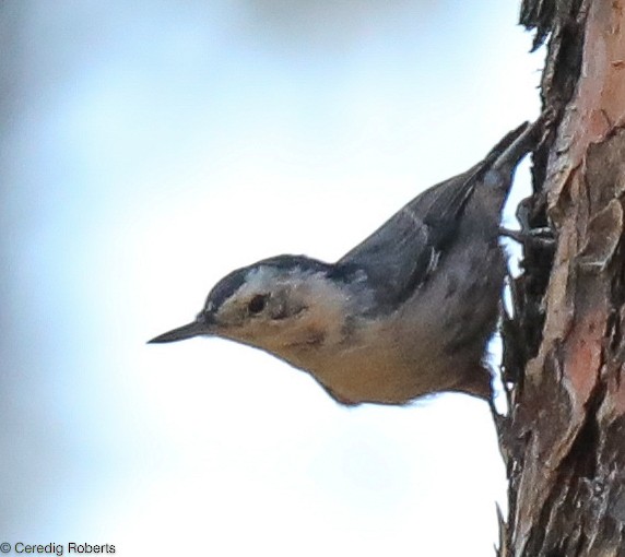 White-breasted Nuthatch - ML268560371