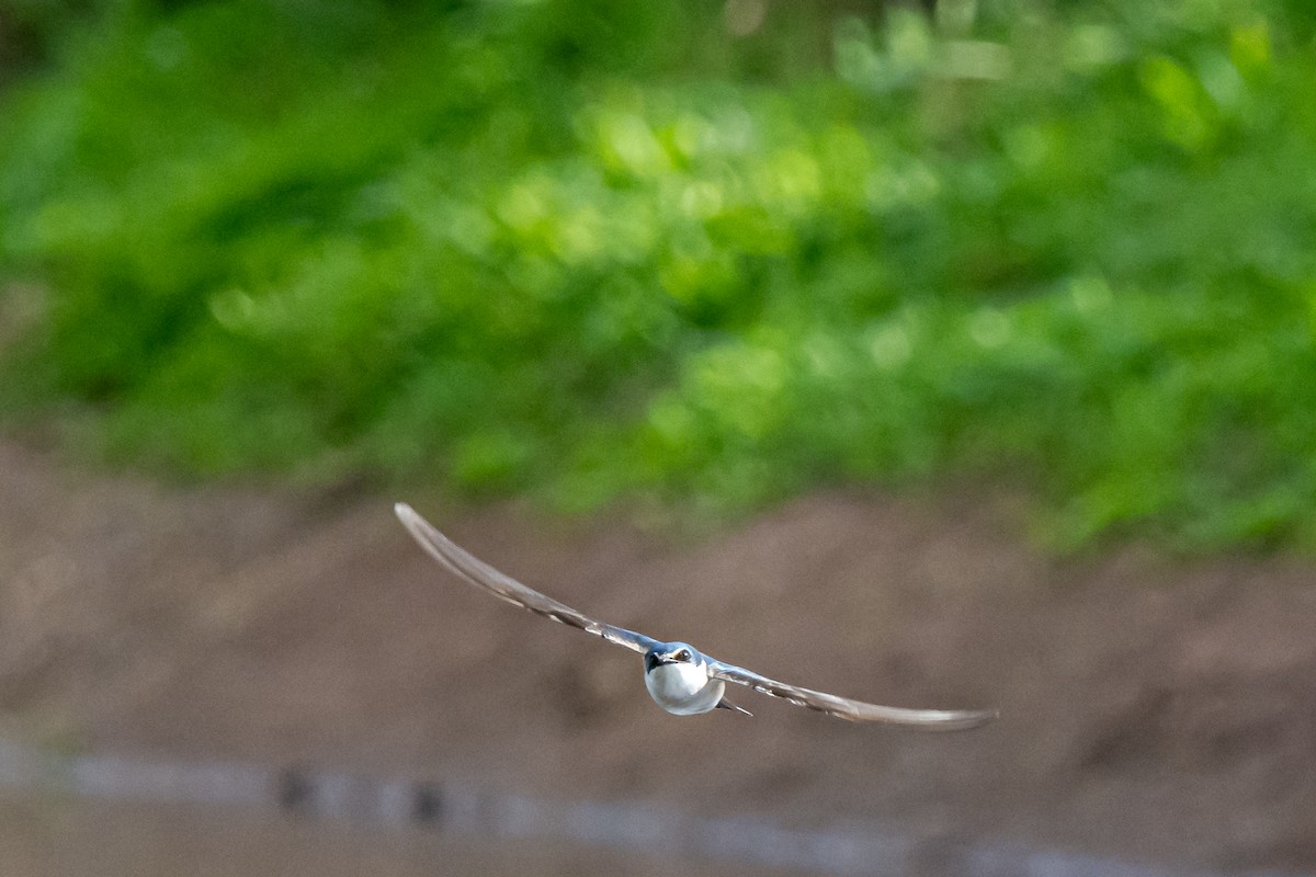 White-rumped Swallow - Pablo Ramos