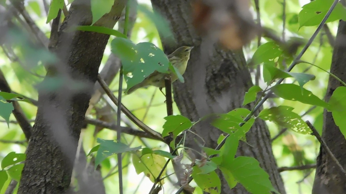 Cape May Warbler - ML268565051