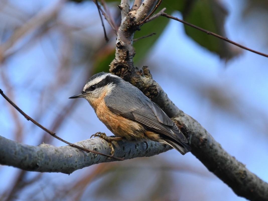 Red-breasted Nuthatch - Betty Sue Cohen
