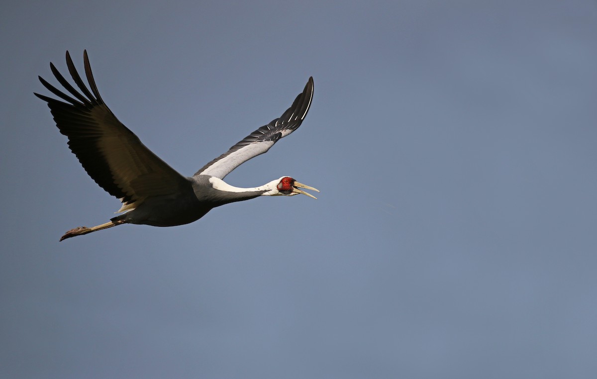 White-naped Crane - Ian Davies