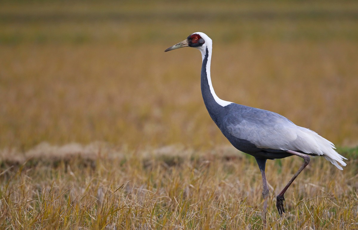 White-naped Crane - Ian Davies