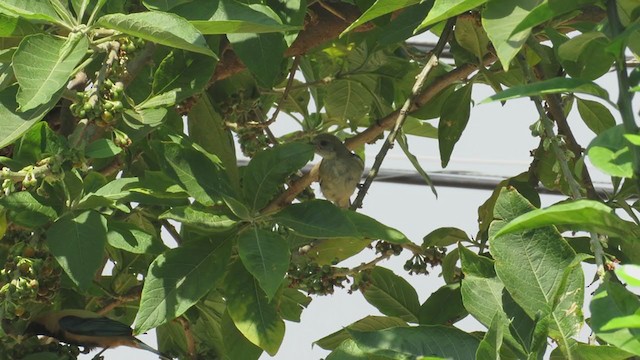 Burnished-buff Tanager (Stripe-bellied) - ML268566051