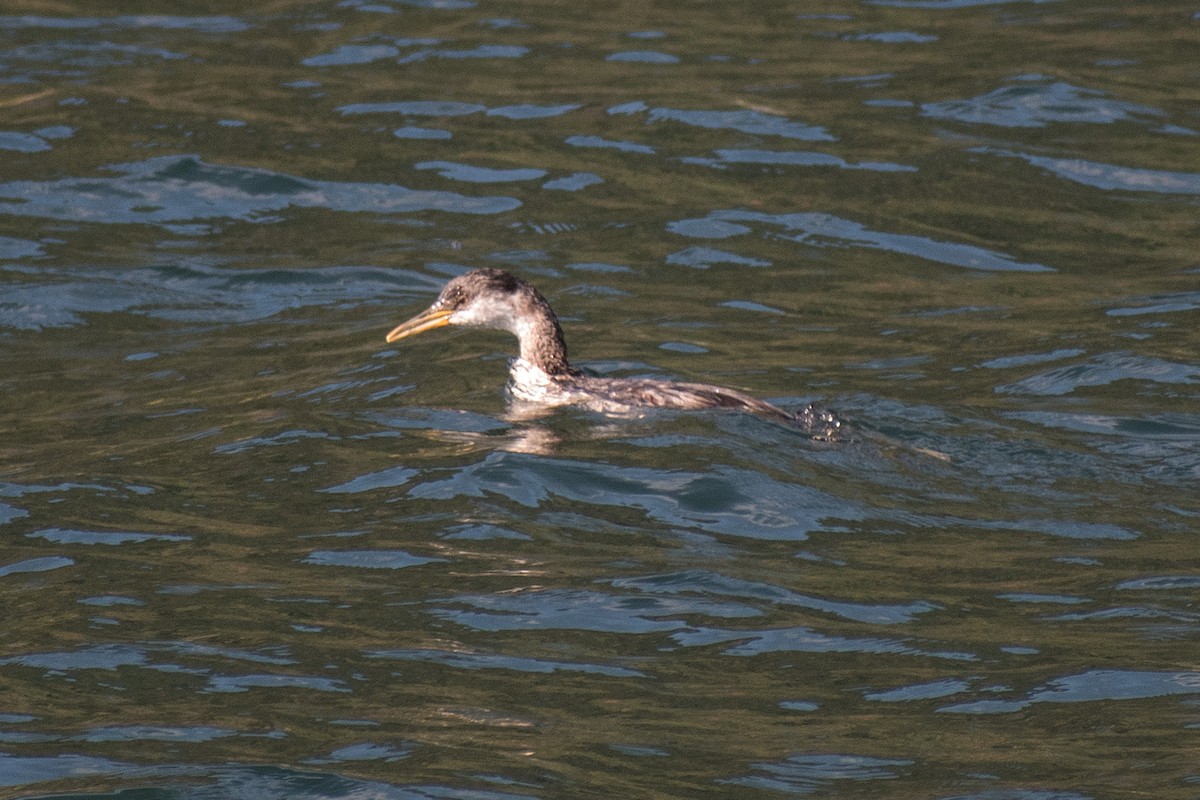 Red-necked Grebe - ML268566621