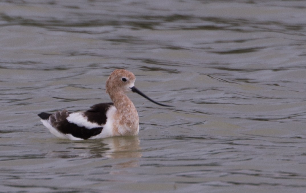 Avocette d'Amérique - ML26856671