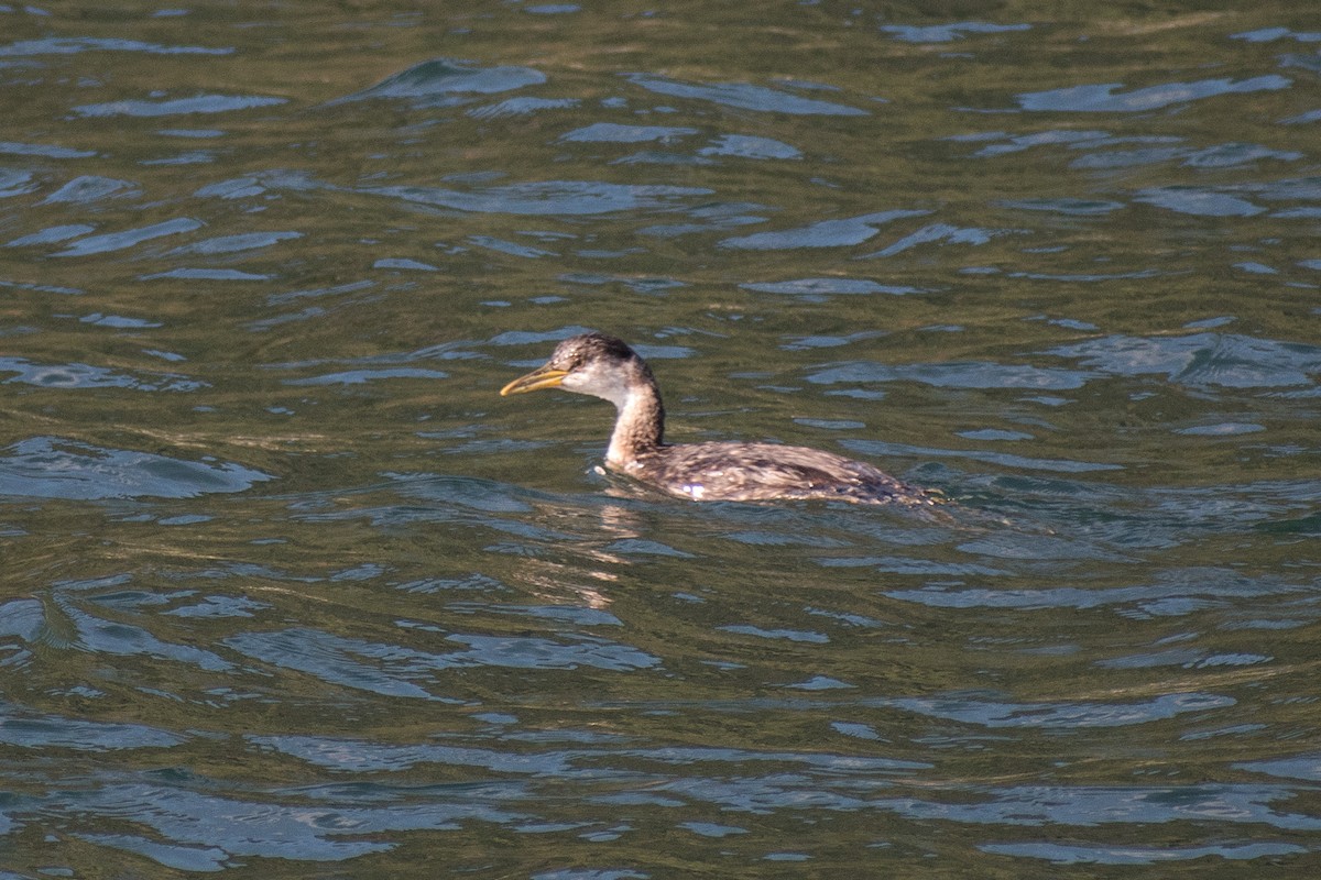 Red-necked Grebe - ML268566781