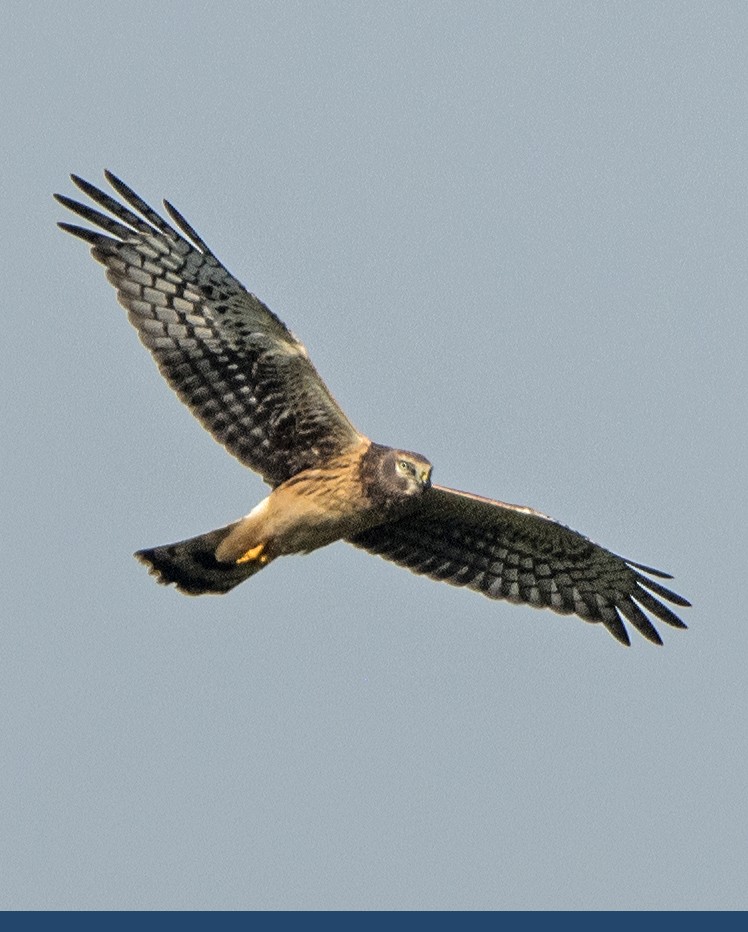 Northern Harrier - Willie D'Anna