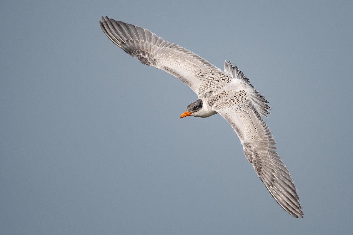 Caspian Tern - Mason Maron
