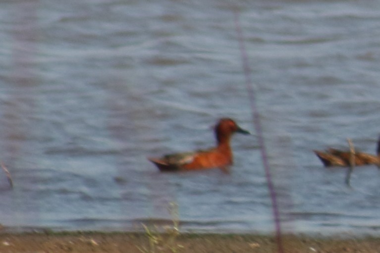 Cinnamon Teal - ML268569891