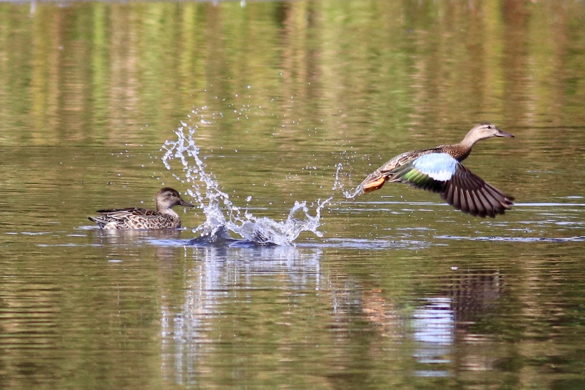 Blue-winged Teal - George Forsyth