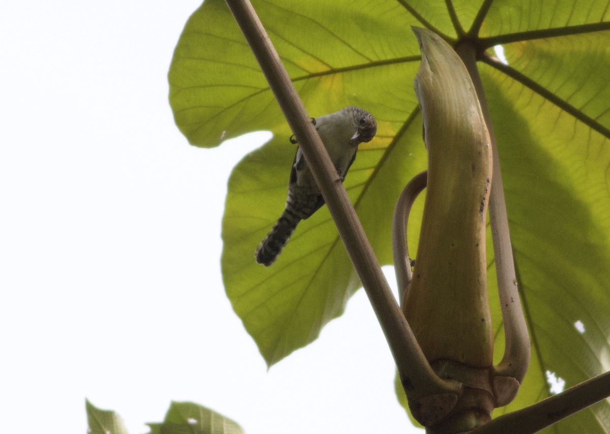 Gray-mantled Wren - Gary Brunvoll