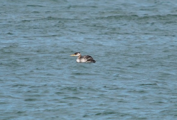 Red-necked Grebe - ML268575381