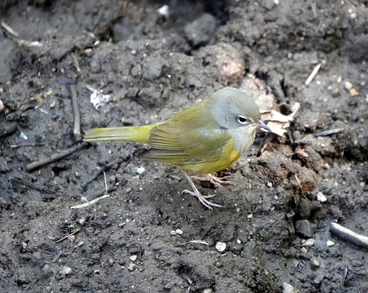 Nashville Warbler - ML268576421