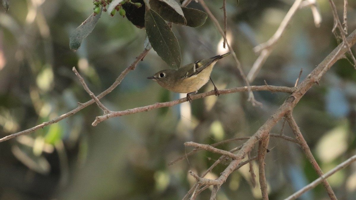 Ruby-crowned Kinglet - ML268577481