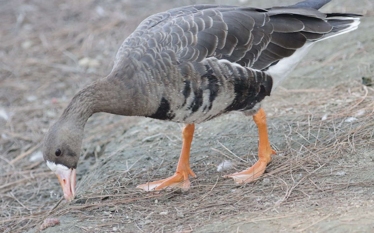 Greater White-fronted Goose - ML268577641